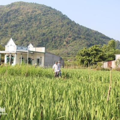 Về núi Chứa Chan để an cư, lập nghiệp