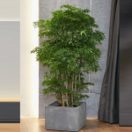 Cây Đinh lăng trước nhà: Cách giữ lộc bền lâu cho không gian sống