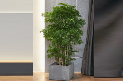 Cây Đinh lăng trước nhà: Cách giữ lộc bền lâu cho không gian sống