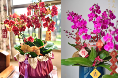 Hoa Tết hợp mệnh gia chủ: Chọn đúng để đón lộc, tránh xung khí đầu năm