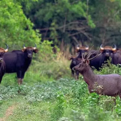 Đồng Nai sẽ biến khu bảo tồn thành trung tâm du lịch sinh thái lớn nhất Đông Nam Bộ
